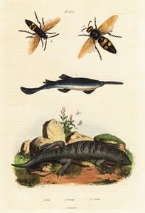 Großzahn-Sägefisch, Skink und Wespen