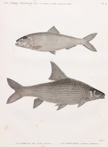 Le Clupee du Nil & Le Cyprin von Unbekannt