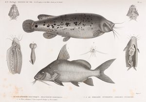 Le Malapterure Electrique & Le Pimelode Synodonte von Unbekannt