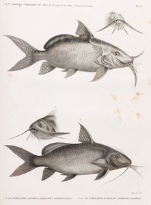 Le Pimedlode Guemel & Le Pimelode Scheilan von Unbekannt