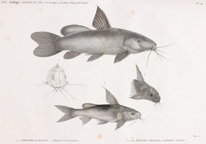 Le Pimelode Karafche & Le Pimelode Aboureal von Unbekannt