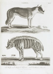 Der Wolf und die gestreifte Hyäne und Insekten Cantharis