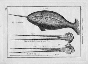 Le narvalin, Malerei Encyclopedique et Methodique des trois Regnes de la Nature von Pierre Joseph Bonnaterre (1762-1804), Paris 1784 von Unbekannter Künstler