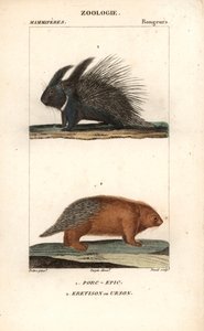Das Stachelschwein und der Urson