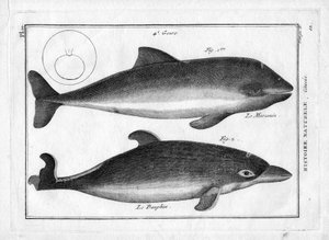 Der Schweinswal und der Delfin in „Painting Encyclopedique et Methodique des trois Regnes de la Nature“ von Pierre Joseph Bonnaterre (1762-1804). Paris 1784. von Unbekannter Künstler