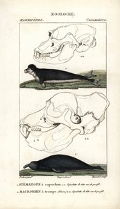 Der Kapuzenstirnvogel und der Elefantenrobbe