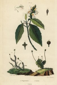 Blättrige Lebermoose, Jungermannia epiphylla 1 und Jungermannia asplenoides 2, und Malabar-Nuss oder Adulsa, Justicia adhatoda 3 von Unbekannt