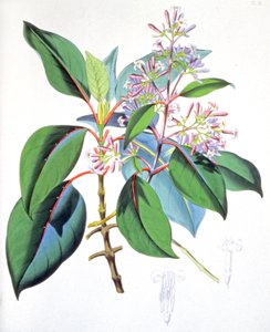 Blätter und Blumen des Chinarindenbaums, um 1850