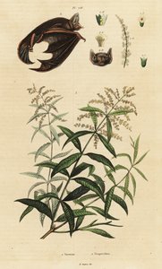 Zitronenverbene und Buntfledermaus von Unbekannter Künstler