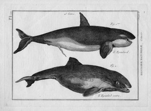 Der Schwertwal und der dicke Schwertwal (Orca) in "Tableau Encyclopedique et Methodique des trois Regnes de la Nature" von Pierre Joseph Bonnaterre (1762-1804), Paris 1784. von Unbekannter Künstler