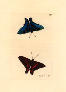 Lepidoptere, Ancyluris meliboeus - Lithographie von Richard Polydore Nodder, veröffentlicht in The Naturalist Miscellany