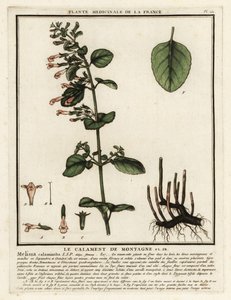 Kleine Bergminze, Clinopodium nepeta