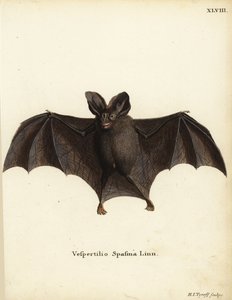 Kleine Falsche Vampirfledermaus, Megaderma spasma. Vespertilio spasma Linn. Handkolorierter Kupferstich von Hermann Jakob Tyroff aus Johann Christian Daniel Schrebers Tierillustrationen nach der Natur, oder Schrebers Fantastische Tiere, Erlangen, Deutschl