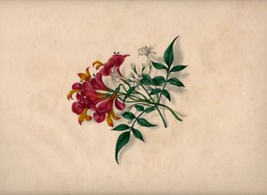 Lilien