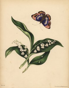 Maiglöckchen, Convallaria majalis, Reinheit und Rückkehr des Glücks; Der Purpurkaiser-Schmetterling, Apatura iris, Unsterblichkeit der Seele