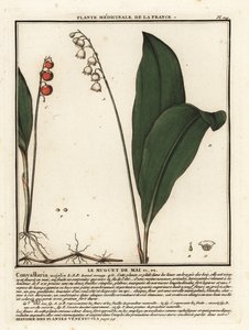 Maiglöckchen, Convallaria majalis