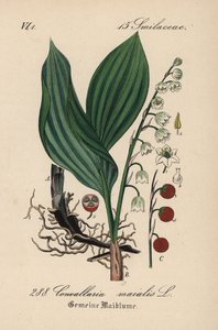 Maiglöckchen, Convallaria majalis. Handkolorierte Lithographie aus Diederich von Schlechtendal