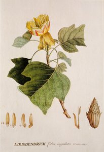 Liriodendron tulipifera/Tulpenbaum von Unbekannt