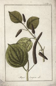 Langer Pfeffer (Piper longum). Lithographie aus „Afbeelding der Artseny-Gewassen“ von Johannes Zorn (1739-1799), Niederlande von Unbekannter Künstler