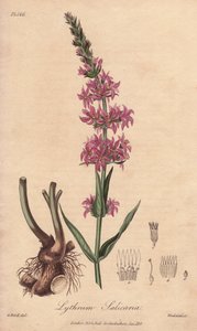 Blutweiderich (Lythrum salicaria) - Illustration aus „Medical Botanical, Description of the Medicinal Plants of London, Edinburgh and Dublin“ von John Stephenson und James Morss Churchill