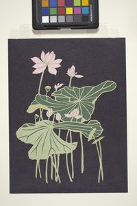 Lotus von Unbekannter Künstler