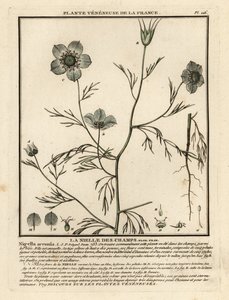 Jungfer im Grünen, Nigella arvensis von Unbekannter Künstler