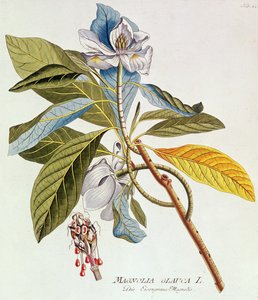 Magnolia Glauca, aus `Icones Plantarium Medicinalium Secundem Sustema Lunnaei Digestarum`, von Joseph Jakob Plenk, Wien, 1788-1812