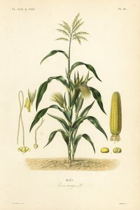 Mais, Zea mays