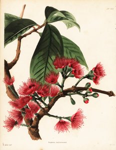 Malaiischer Rosenapfel, Syzygium malaccense (Eugenia malaccensis). Handkolorierter Kupferstich von George Cooke nach einer Illustration von William Miller aus Conrad Loddiges