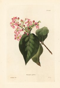 Malpighia glabra. Handkolorierter Kupferstich von George Cooke nach einer Illustration von George Loddiges aus Conrad Loddiges