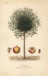 Manchineelbaum, Hippomane mancinella, Mancenillier von Unbekannt