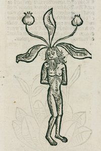 Alraune
