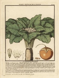 Alraune, Mandragora officinarum von Unbekannter Künstler