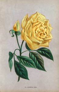 Marechal Niel Rose, gelbe Sorte der Haselnuss-Rose, gezüchtet von Montauban im Jahr 1864. Chromolithographie nach der Natur gezeichnet und lithographiert von F. Grobon aus Hippolyte Jamain und Eugene Forney