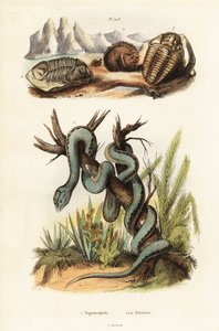 Martinikanische Grubenotter und ausgestorbene Trilobiten