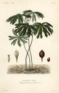Maiapfel, Podophyllum peltatum von Unbekannt