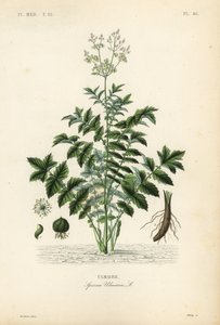 Mädesüß oder Wiesenkönigin, Filipendula ulmaria von Unbekannt