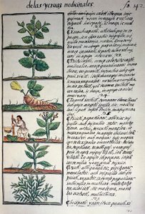 Heilpflanzen, Text in Nahuatl von Benjamin Baud