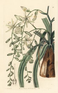 Mexikanisches Seifenkraut - Welligblättriges Seifenkraut, Chlorogalum pomeridianum var. divaricatum. Handkolorierte Kupferstichgravur von George Barclay nach einer Illustration von Miss Sarah Drake aus Edwards