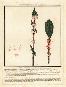 Seidelbast, Daphne mezereum von Unbekannter Künstler
