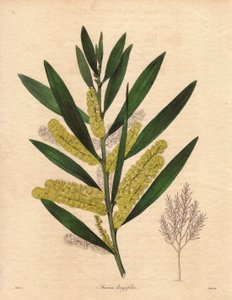 Mimosenraupe (Acacia longifolia). Illustration von R. Mills in The Botanist, Serie von Benjamin Maund
