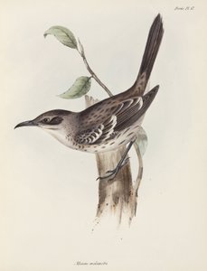 Spottdrossel, Galapagos-Inseln, ca. 1832-1836