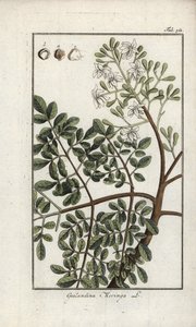 Moringa (Moringa oleifera). Lithographie aus „Afbeelding der Artseny-Gewassen“ von Johannes Zorn (1739-1799), Niederlande