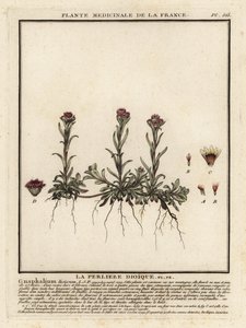 Berg-Silbermantel, Antennaria dioica