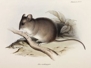 Maus, ca. 1832-1836