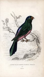 Müllersittich, Tanygnathus sumatranus. Lithographie von Joseph Kidd nach einer Zeichnung von John Audubon, in Miscellany of Natural History: Parrots, Sir Thomas DiK Lauder und Captain Thomas Brown, veröffentlicht in Edinburgh, Schottland