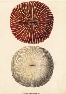 Pilzkoralle, Fungia fungites. Handkolorierter Stahlstich aus Georg Friedrich Treitschkes Naturhistorischer Bildersaal des Thierreiches, Leipzig-1842. von Unbekannter Künstler