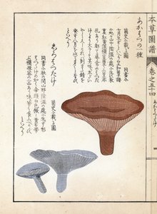 Pilze: Akahatsu Lacatire und Weißer Shirohatsudake - Japanischer Druck von Kanen Iwasaki (1786-1842), aus Honzo Zufu, illustrativer Leitfaden zu Heilpflanzen von Unbekannter Künstler