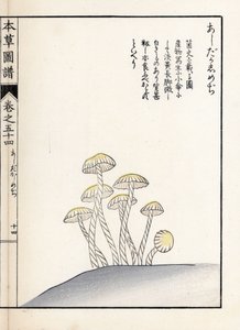 Pilze: Shimeji Ashitaka - Japanischer Druck von Kanen Iwasaki (1786-1842), aus Honzo Zufu, illustrativer Leitfaden zu Heilpflanzen von Unbekannter Künstler