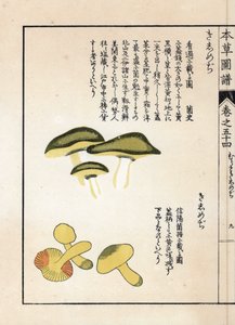 Pilze: Sorten von Reitern oder Rittern (oder Gelben) - Japanischer Druck von Kanen Iwasaki (1786-1842), aus Honzo Zufu, illustrativer Leitfaden zu Heilpflanzen von Unbekannter Künstler